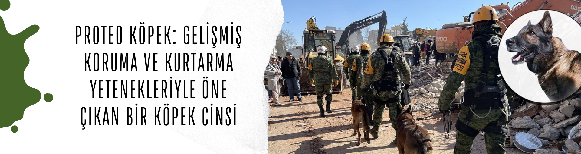 Proteo Köpek: Gelişmiş Koruma ve Kurtarma Yetenekleriyle Öne Çıkan Bir Köpek Cinsi